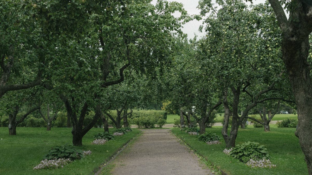 A tranquil path flanked by lush green orchard trees under a cloudy sky.